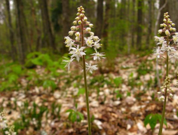 Tiarelle cordifoliée (Tiarella cordifolia)
