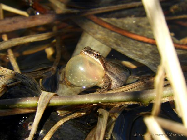 An adult male chorus frog in song with its inflated vocal sac.