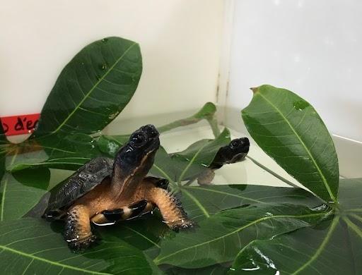 Wood turtles in the Biodôme laboratories before being released into the wild.
