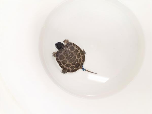 Vue rapprochée d'une des tortues visibles dans la Photo 1