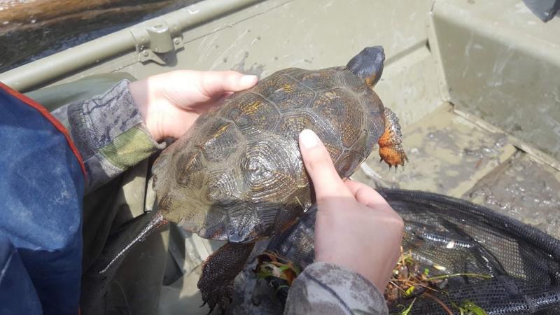Une tortue des bois adulte sauvage, capturée pour examen et installation d'un émetteur. Le 