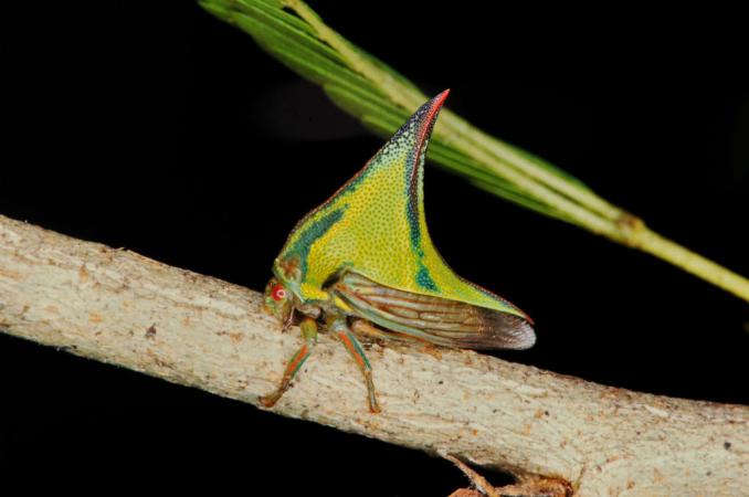 Umbonia sp.- Ce petit membracide affiche la même couleur que son milieu de vie, le feuillage de plusieurs arbres.