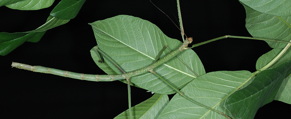 Élever des arthropodes à la maison: quelques règles à suivre!