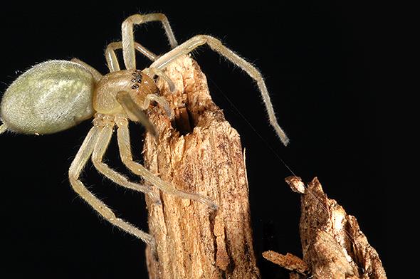 Should we be afraid of the Cheiracanthium mildei spider, this small greenish or yellowish spider?