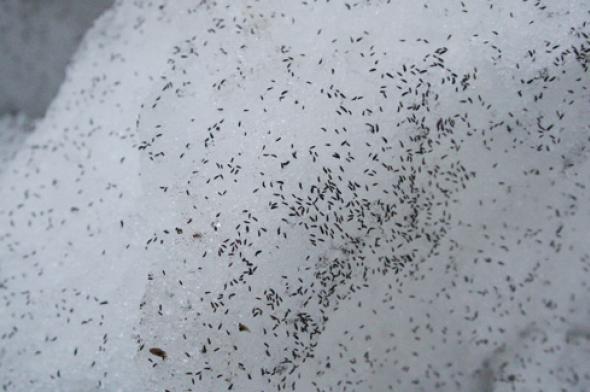Puces des neiges © cc wikimedia (Rolf Schlagenhaft)
