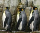 Manchots du Biodôme