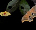 Papillons nocturnes