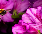 Attraction florale au jardin