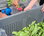Bringing young people in youth centers closer to nature through urban agriculture