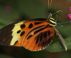 Do butterflies all eat at the same time?