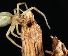 Faut-il avoir peur de l’araignée Cheiracanthium mildei, cette petite araignée verdâtre ou jaunâtre?
