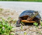 Le printemps, une période risquée pour les tortues