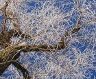Carrousel - Un arbre en hiver