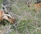 A goat grazing area in a green oak wood