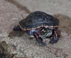Chrysemys picta (painted turtle)