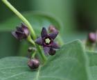 Dompte-venin noir (cynanchum louiseae inflorescence)