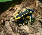 Dyeing poison frog (Dendrobates tinctorius)