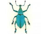 Eupholus brossardi (Coleoptera: Curculionidae), une espèce nouvelle nommée en l’honneur du fondateur de l’Insectarium Georges Brossard par René Limoges et Stéphane Le Tirant, en 2010.