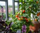 Tomatoes © Dima Berlin