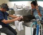 Les vétérinaires s&#039;occupent de la femelle castor © Biodôme de Montréal