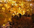 Couleurs d&#039;automne © Jardin botanique de Montréal (Michel Tremblay)
