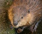 Par ses activités, le castor favorise la biodiversité, © Claude Lafond