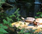 Tortues peintes 