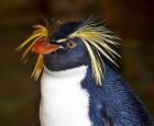 Saving the northern rockhopper penguin - Biodôme