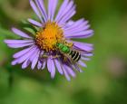 L’halicte vert (Agapostemon virescens) est une petite abeille solitaire très commune.