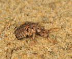 Larve de fourmilion au ras du sol