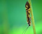 home-macrostemum