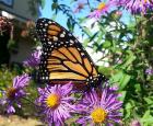A monarch in a garden, feeding on an aster.