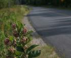 Milkweed plants alongside a road