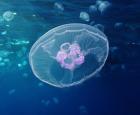 Jellyfish at Gota Sagher