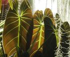 Philodendron melanochrysum © Jardin botanique de Montréal (Gilles Murray)