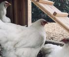 The Jardin botanique is actually leading a pilot project of urban chicken coop.