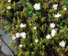 Rhododendron groenlandicum