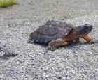 tortue-carrousel.jpg