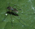 Living in peace with stinging and biting insects