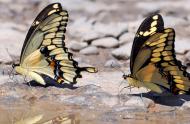 Deux papillons grands porte-queues