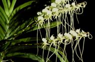 Angraecum longicalcar - Crédit photo : Les orchidées Marcel Lecoufle