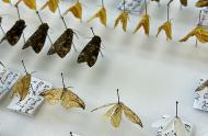 Researcher anecdotes: butterflies at the peak