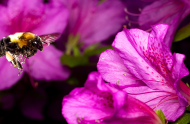 Attraction florale au jardin
