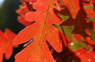 Pourquoi les feuilles changent-elles de couleur à l’automne?