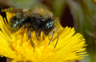 Qu’est-ce qui fait un bon pollinisateur?