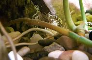 Ces grenouilles colorées arlequins -  carrousel