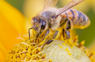 Safeguarding pollinators: a priority for Montréal!