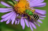 Le service des renseignements entomologiques : pour découvrir les insectes qui vous entourent! - carrousel