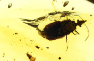 Vive la paléoentomologie!
