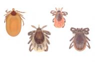 Black-legged tick